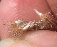 Lessingia germanorum