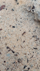 Odontomachus brunneus