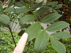 Dysoxylum pachyphyllum
