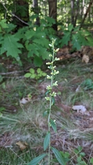 Solidago bicolor