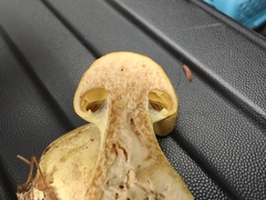 Cortinarius flavifolius