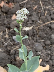 Lepidium latifolium