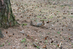 Sciurus vulgaris