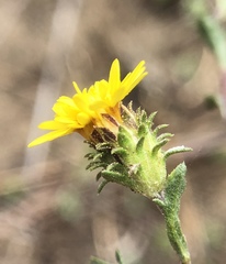 Lessingia germanorum
