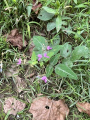 Desmodium ciliare