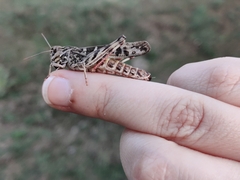 Oedaleus decorus