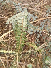 Pellaea rotundifolia
