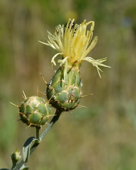 Centaurea salonitana