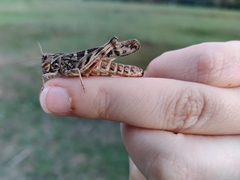 Oedaleus decorus