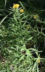 Pentanema germanicum