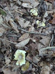 Tricholoma subsejunctum