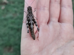 Oedaleus decorus