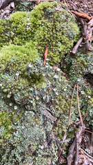 Cladonia
