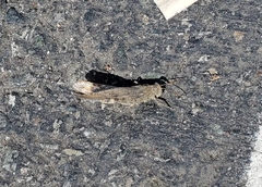 Trimerotropini