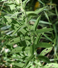 Pentanema germanicum