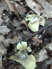 Tricholoma subsejunctum