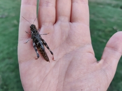 Oedaleus decorus