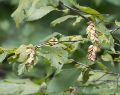 Ostrya virginiana