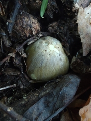Tricholoma subsejunctum