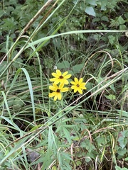 Coreopsis tripteris