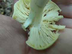 Tricholoma subsejunctum