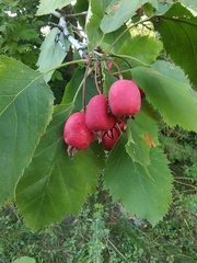 Crataegus