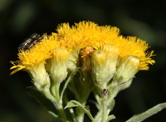 Pentanema germanicum