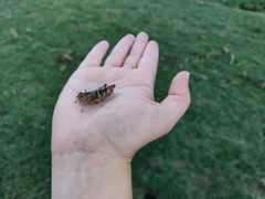 Oedaleus decorus
