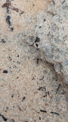 Odontomachus brunneus