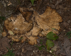 Bondarzewia berkeleyi