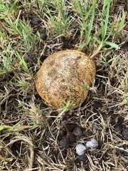Pisolithus arhizus