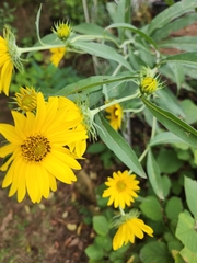 Helianthus maximiliani