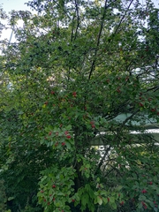 Crataegus