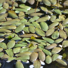 Potamogeton cheesemanii