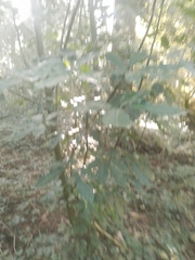 Pseudopanax arboreus