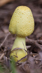 Leucocoprinus