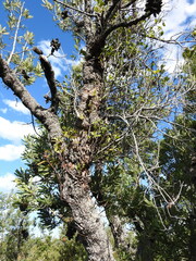 Dendrophthoe glabrescens