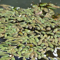 Potamogeton cheesemanii