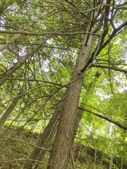 Tricholoma subsejunctum