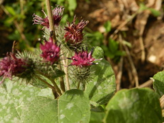 Arctium tomentosum