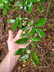 Ulmus alata