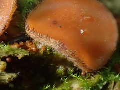 Scutellinia