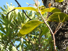 Dendrophthoe glabrescens