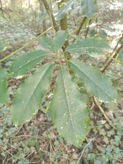Pseudopanax arboreus