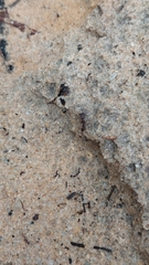 Odontomachus brunneus