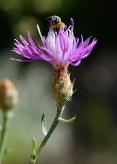 Centaurea caprina