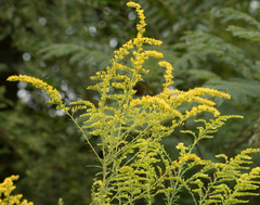 Solidago
