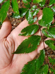 Ulmus alata