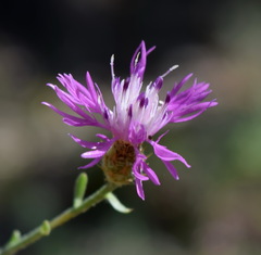 Centaurea caprina