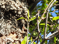 Dendrophthoe glabrescens